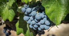 grapem-cluster-cropped